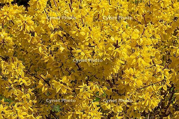 Forsythia bush in full bloom [IBR125180365]