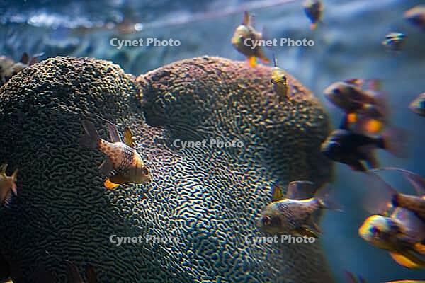 Beautiful colorful fish swims in the aquarium environment [IBR125180369]