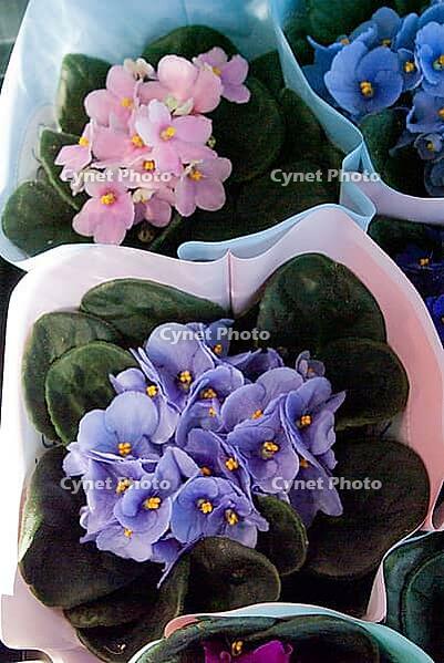 High angle view of colorful African violet plants in paper pots at local flower shop [IBR125180372]