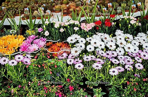 Beautiful blooming flowers for sale outside flower shop [IBR125180375]