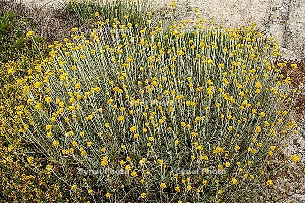 Beautiful cluster of yellow immortelle flowers growing wild in the rocky terrain of sunny landscapes [IBR125180376]