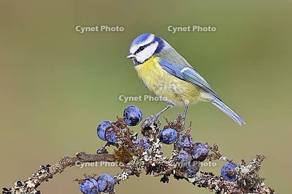 Blue Tit (Parus caeruleus), perched on a twig in a blackthorn bush (Prunus spinosa), with ripe fruit, autumn, wildlife, animals, tit family, songbird, birds, Wilnsdorf, North Rhine-Westphalia, Germany [IBR125183149]