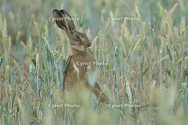 European brown hare (Lepus europaeus) adult animal eating a wheat plant in a farmland field in summer, England, United Kingdom [IBR125183150]