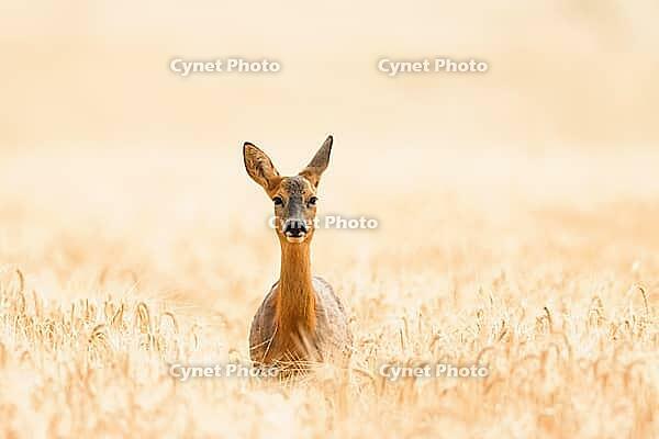 Roe deer (Capreolus capreolus) adult female doe in a farmland cereal field in summer, Suffolk, England, United Kingdom [IBR125183152]