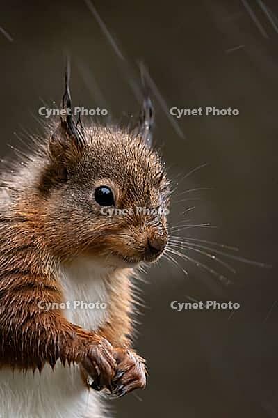 Red squirrel (Sciurus vulgaris) adult animal in a rain storm, England, United Kingdom [IBR125183157]