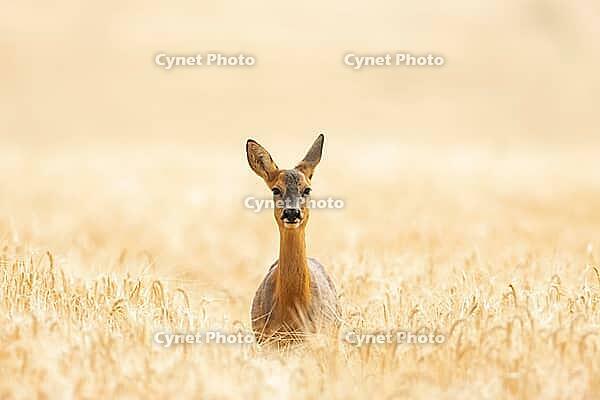 Roe deer (Capreolus capreolus) adult female doe in a farmland cereal field in summer, Suffolk, England, United Kingdom [IBR125183159]