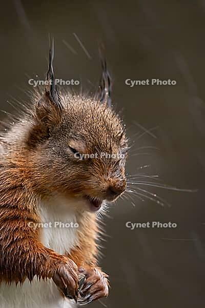 Red squirrel (Sciurus vulgaris) adult animal in a rain storm, England, United Kingdom [IBR125183161]