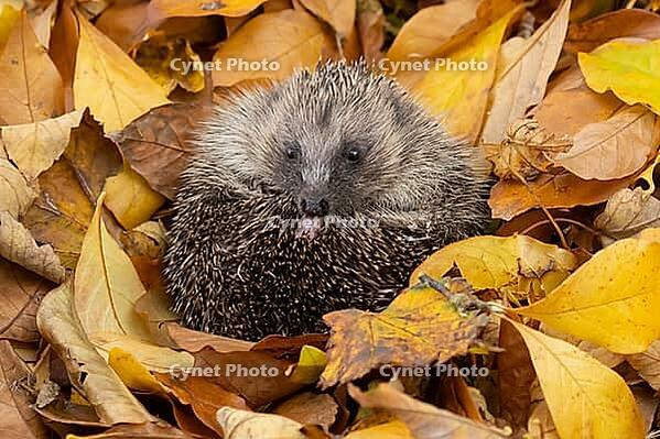 European hedgehog (Erinaceus europaeus) adult animal resting on autumn colour leaves in a garden, England, United Kingdom [IBR125183162]