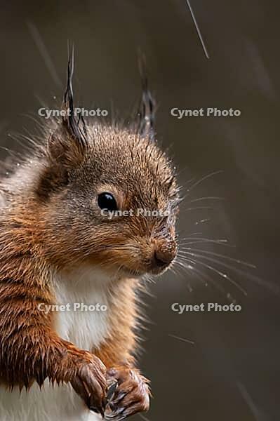 Red squirrel (Sciurus vulgaris) adult animal in a rain storm, England, United Kingdom [IBR125183165]