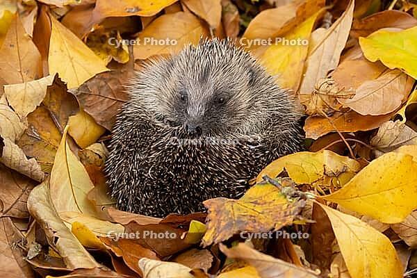 European hedgehog (Erinaceus europaeus) adult animal resting on autumn colour leaves in a garden, England, United Kingdom [IBR125183167]