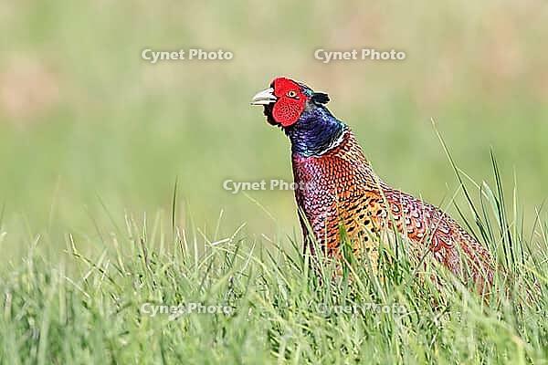 Pheasant, common pheasant (Phasianus colchicus), adult male bird uttering a courtship call in a meadow, territorial boundary, wildlife, Lembruch, Ochsen Moor, Dümmer nature park Park, Lower Saxony, Germany [IBR125183168]