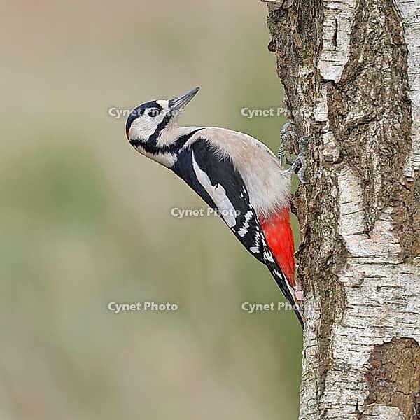 Great Spotted Woodpecker (Dendrocopus major), male, foraging on the trunk of a silver birch (Betula pendula), wildlife, woodpeckers, nature photography, autumn, Wilnsdorf, North Rhine-Westphalia, Germany [IBR125183169]