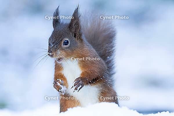 Red squirrel (Sciurus vulgaris) adult animal feeding on a hazelnut in a snow covered woodland in winter, England, United Kingdom [IBR125183170]