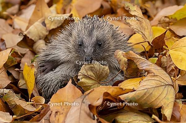 European hedgehog (Erinaceus europaeus) adult animal resting on autumn colour leaves in a garden during hibernation, England, United Kingdom [IBR125183175]