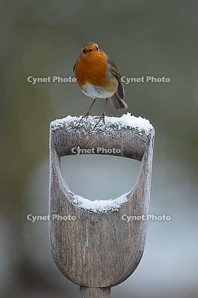 European robin (Erithacus rubecula) adult bird on a snow covered garden fork handle in winter, Suffolk, England, United Kingdom [IBR125183177]