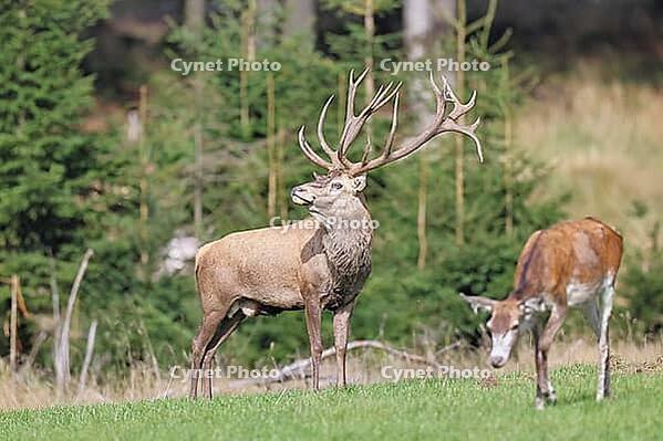 Red deer (Cervus elaphus) during the rutting season, a magnificent stag in a forest clearing, wildlife, autumn, Sauerland, North Rhine-Westphalia, Germany [IBR125183180]