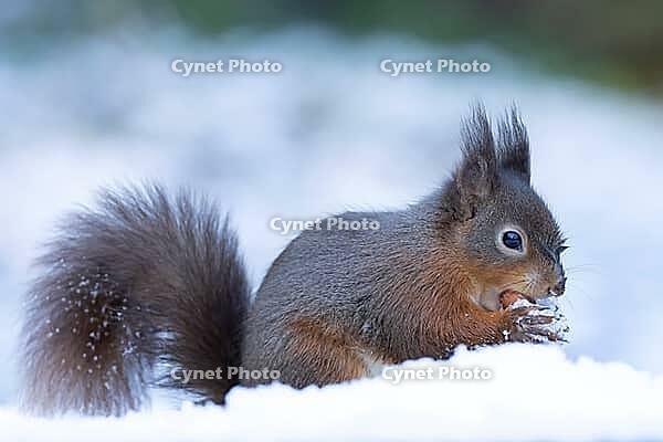 Red squirrel (Sciurus vulgaris) adult animal feeding on a hazelnut in a snow covered woodland in winter, England, United Kingdom [IBR125183182]