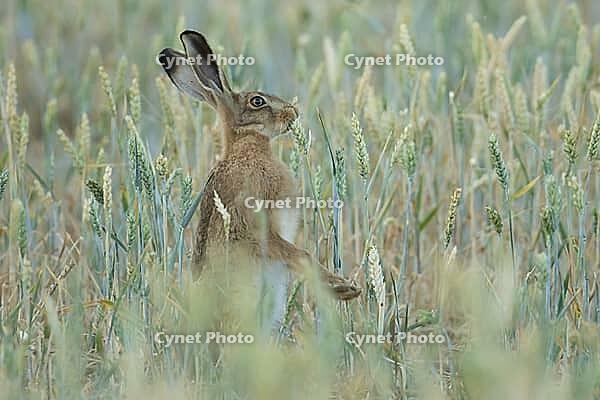 European brown hare (Lepus europaeus) adult animal eating a wheat plant in a farmland field in summer, England, United Kingdom [IBR125183183]