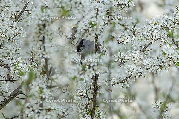 Blackcap (Sylvia atricapilla) adult male bird amongst Blackthorn blossom flowers in a hedgerow in spring, Suffolk, England, United Kingdom [IBR125183185]