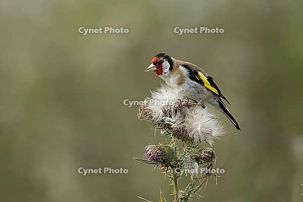 European goldfinch (Carduelis carduelis) adult garden bird feeding on a Creeping thistle (Cirsium arvense) seedhead, England, United Kingdom [IBR125183188]