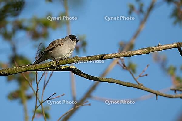 Blackcap (Sylvia atricapilla) adult male bird on a tree branch, Suffolk England, United Kingdom [IBR125183189]