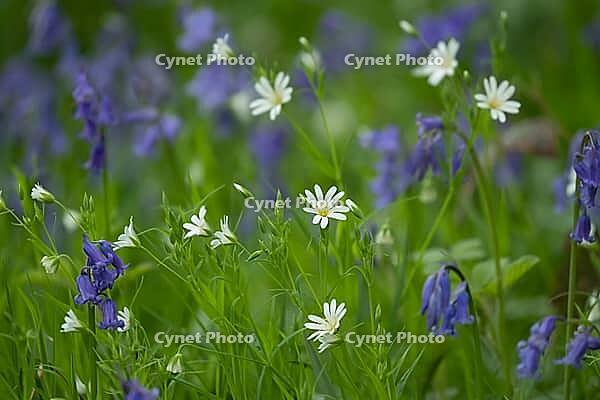 Greater stitchwort (Stellaria holostea) and English bluebell (Hyacinthoides non-scripta) flowers in a spring woodland, Suffolk, England, United Kingdom [IBR125183190]