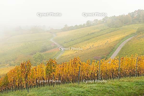 Foggy autumn day in hilly vineyards with yellow leaves, basket in the Rems Valley, Baden-Württemberg, Germany [IBR125183191]