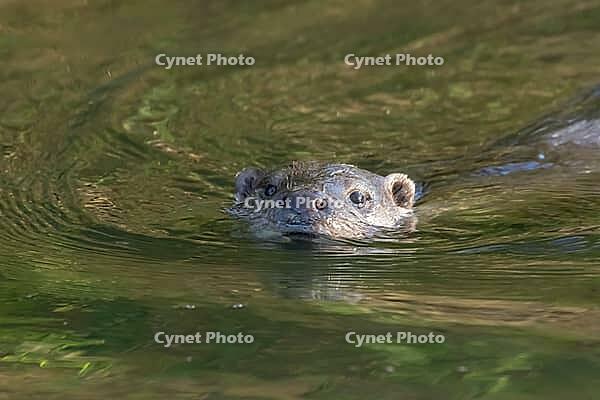 European otter (Lutra lutra) adult animal in water of a lake, England, United Kingdom [IBR125183192]