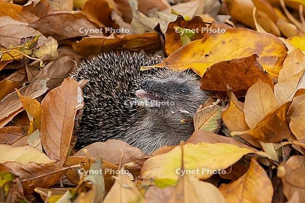 European hedgehog (Erinaceus europaeus) adult animal resting on autumn colour leaves in a garden during hibernation, England, United Kingdom [IBR125183195]