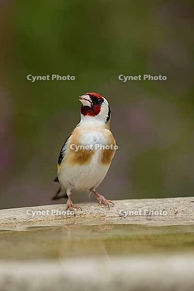 European goldfinch (Carduelis carduelis) adult garden bird drinking water from a bird bath, England, United Kingdom [IBR125183199]