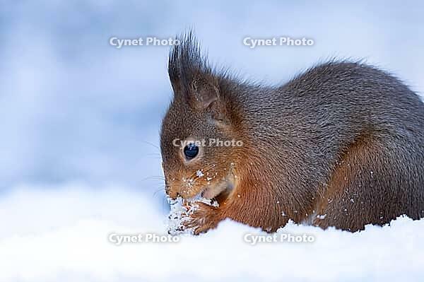 Red squirrel (Sciurus vulgaris) adult animal feeding on a hazelnut in a snow covered woodland in winter, England, United Kingdom [IBR125183201]