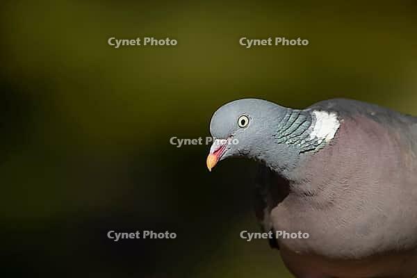 Wood pigeon (Columba palumbus) adult bird head portrait, England, United Kingdom [IBR125183202]