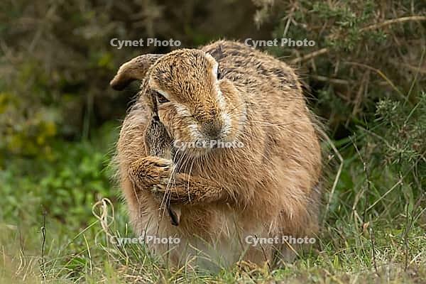European brown hare (Lepus europaeus) adult animal washing its ear in grassland, England, United Kingdom [IBR125183203]
