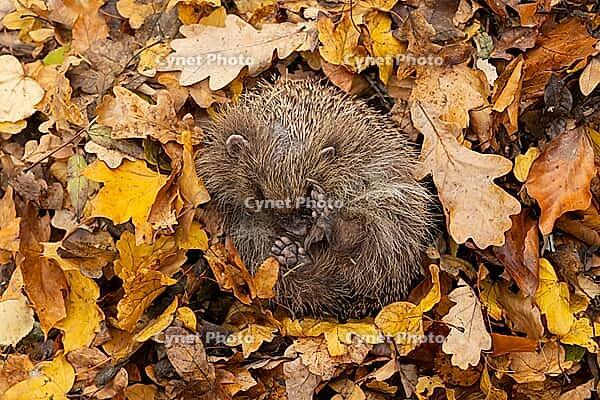 European hedgehog (Erinaceus europaeus) adult animal sleeping on autumn colour leaves in a garden during hibernation, England, United Kingdom [IBR125183204]