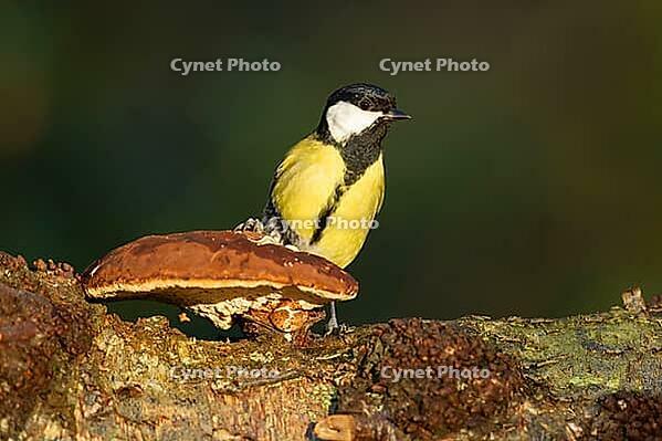 Great tit (Parus major) adult garden bird on a Bracket fungi on a tree branch, England, United Kingdom [IBR125183209]