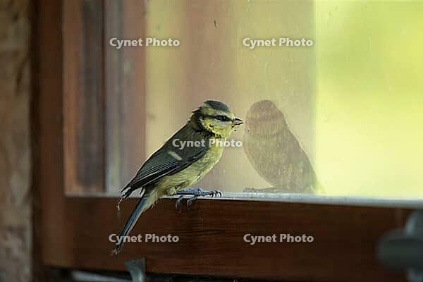 Blue tit (Cyanistes Caeruleus) juvenile bird on a window in the North hide, RSPB Minsmere nature reserve, Suffolk, England, United Kingdom [IBR125183211]