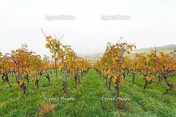 Foggy autumn day in a vineyard with yellow leaves and green meadows, Korb im Rems Valley, Baden-Württemberg, Germany [IBR125183212]