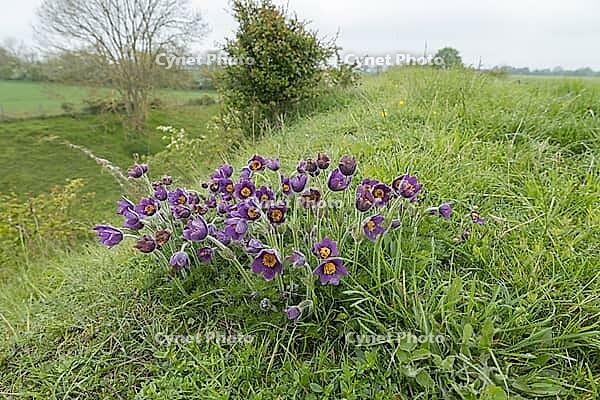 Pasqueflower (Pulsatilla vulgaris) flowers in grassland, Suffolk, England, United Kingdom [IBR125183213]