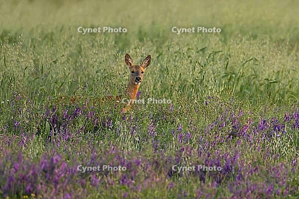 Roe deer (Capreolus capreolus) adult female doe in a farmland cereal field with vetch flowers in summer, Suffolk, England, United Kingdom [IBR125183214]