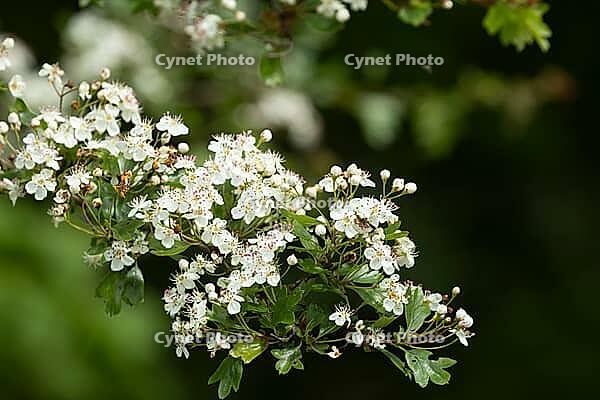Hawthorn (Crataegus monogyna) flowers on a tree branch, Suffolk, England, United Kingdom [IBR125183215]