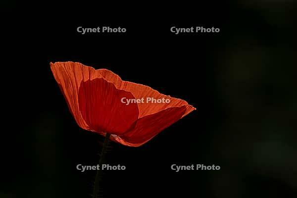Common field poppy (Papaver rhoeas) single flower in a wildflower meadow in summer, Suffolk, England, United Kingdom [IBR125183216]