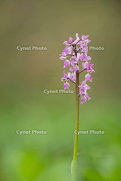 Early purple orchid (Orchis mascula) single flower spike in a spring woodland, Suffolk, England, United Kingdom [IBR125183217]