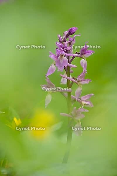 Early purple orchid (Orchis mascula) single flower spike in a spring woodland, Suffolk, England, United Kingdom [IBR125183218]