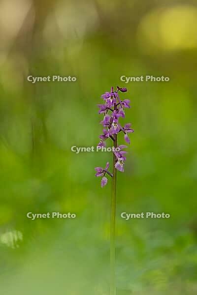 Early purple orchid (Orchis mascula) single flower spike in a spring woodland, Suffolk, England, United Kingdom [IBR125183219]