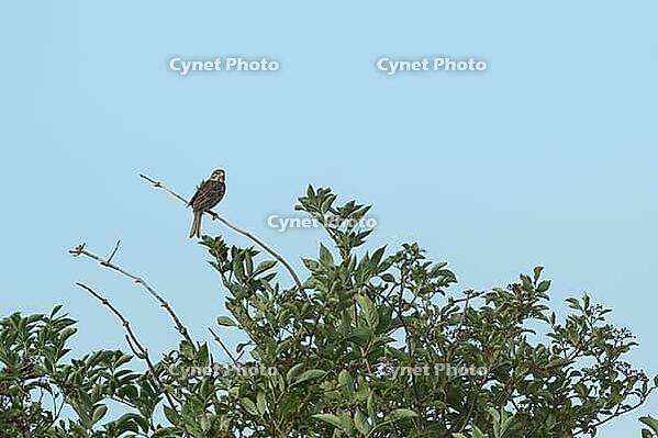 Corn bunting (Emberiza calandra) adult bird on a tree branch, England, United Kingdom [IBR125183220]