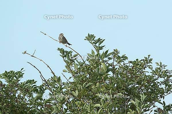 Corn bunting (Emberiza calandra) adult bird on a tree branch, England, United Kingdom [IBR125183221]