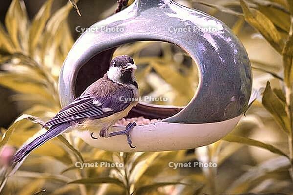 Great Tit (Parus major) at a bird feeder, Rhineland-Palatinate, Germany [IBR125183222]