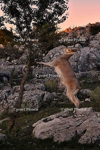 Iberian chamois (Capra pyrenaica) standing by a tree, Spain [IBR125183225]
