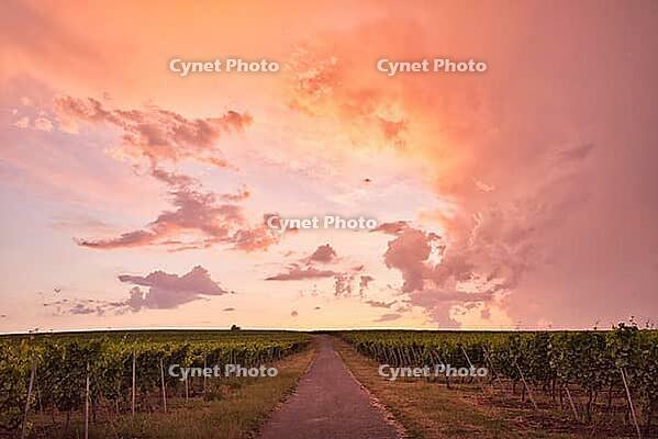 Dramatic sunset over vineyards, Rhineland-Palatinate, Germany [IBR125183226]