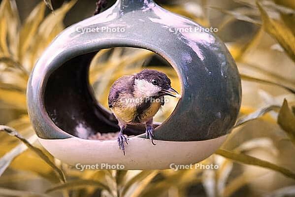 Great Tit (Parus major) at a bird feeder, Rhineland-Palatinate, Germany [IBR125183227]